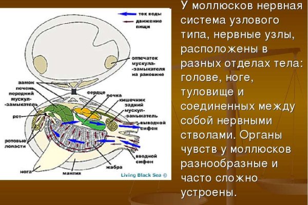 Кракен зеркало сегодня